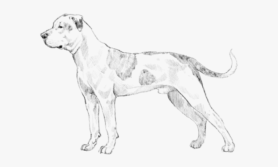 Drawing Bulldogs American Bulldog Transparent & Png - Old English Terrier, Transparent Clipart