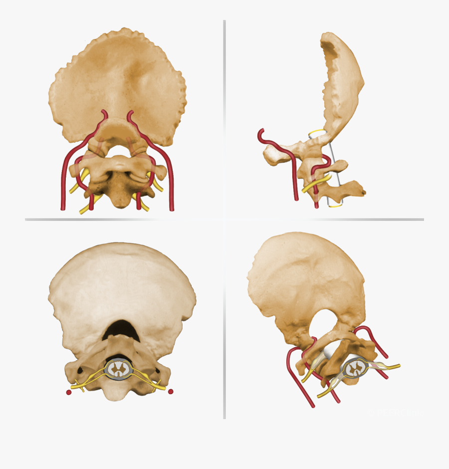 Three Bones Of The Occipital Cervical-junction - Illustration, Transparent Clipart