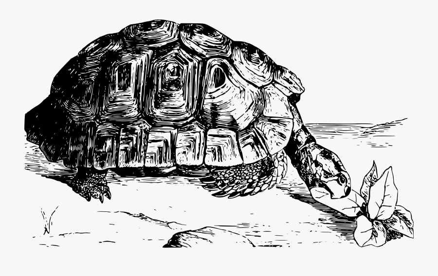 Moorish Tortoise Clip Arts - Galápagos Tortoise, Transparent Clipart