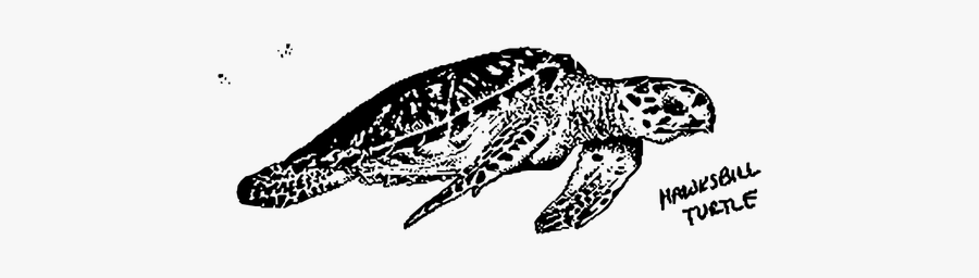 Hawksbill Turtle Image, Transparent Clipart