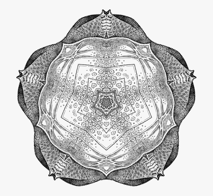 Turtle,reptile,tortoise - Die Südliche Halbkugel Des Himmels, Transparent Clipart