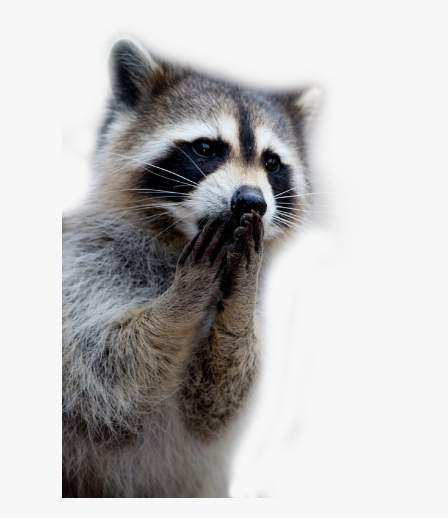 Racoon Png - Raccoon Png - Raccoon Png, Transparent Clipart