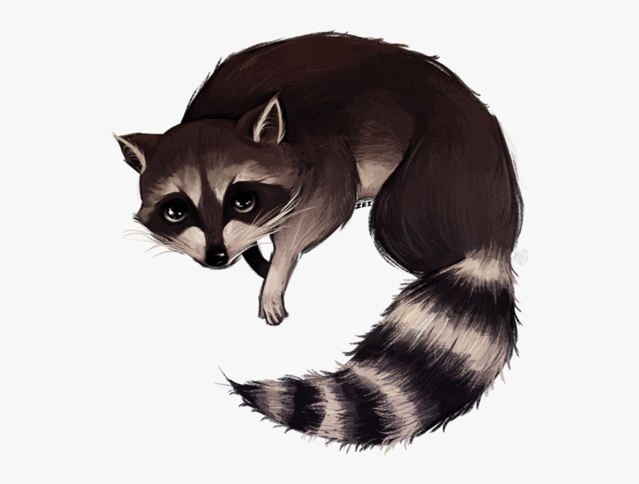 Drawn Racoon Raccoon Tail - Raccoon, Transparent Clipart