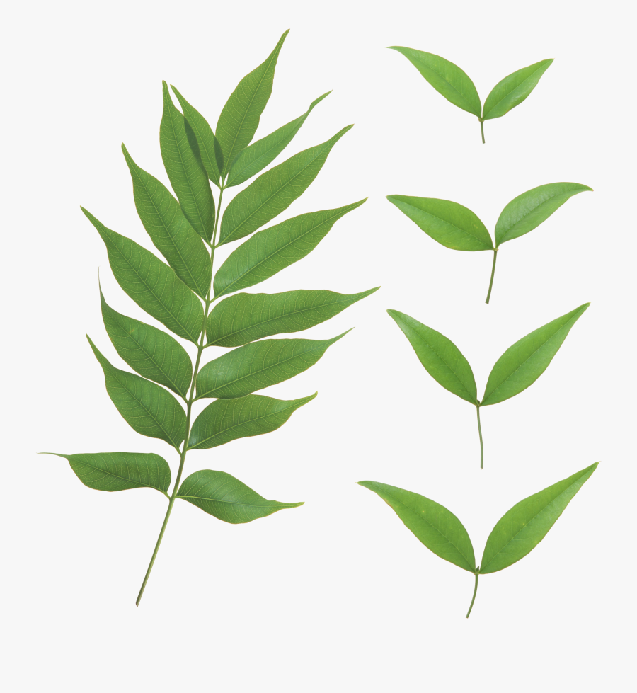 Green Leaves Png Image Free Download Pictures - Leaves Transparent Png, Transparent Clipart