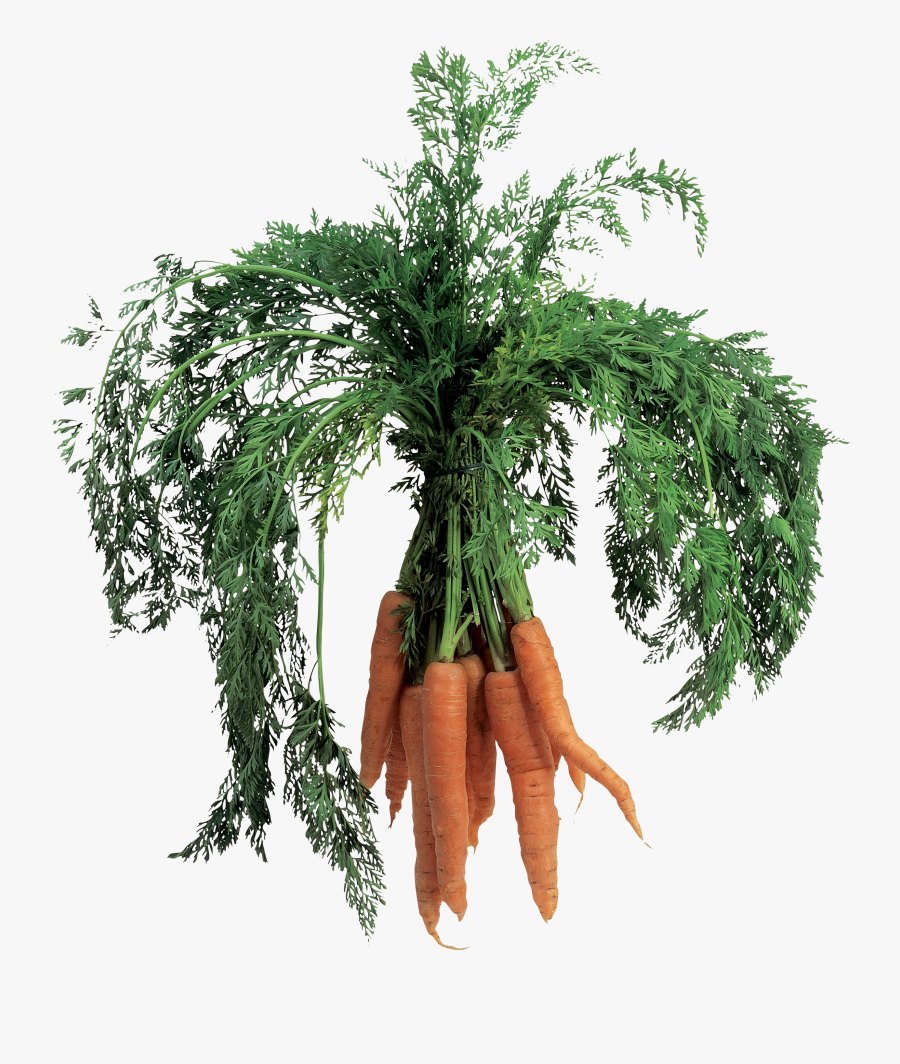Carrot Png Image - Baby Carrot, Transparent Clipart