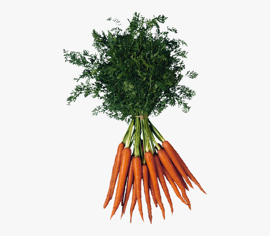 Carrot Png Transparent Images - Bunch Of Carrots Transparent, Transparent Clipart