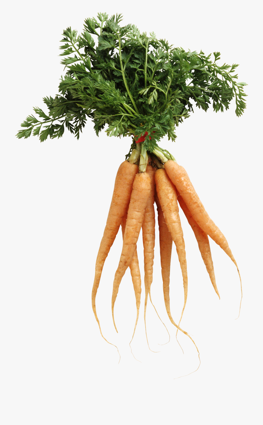 Carrot Png Image - Carrots With No Background, Transparent Clipart