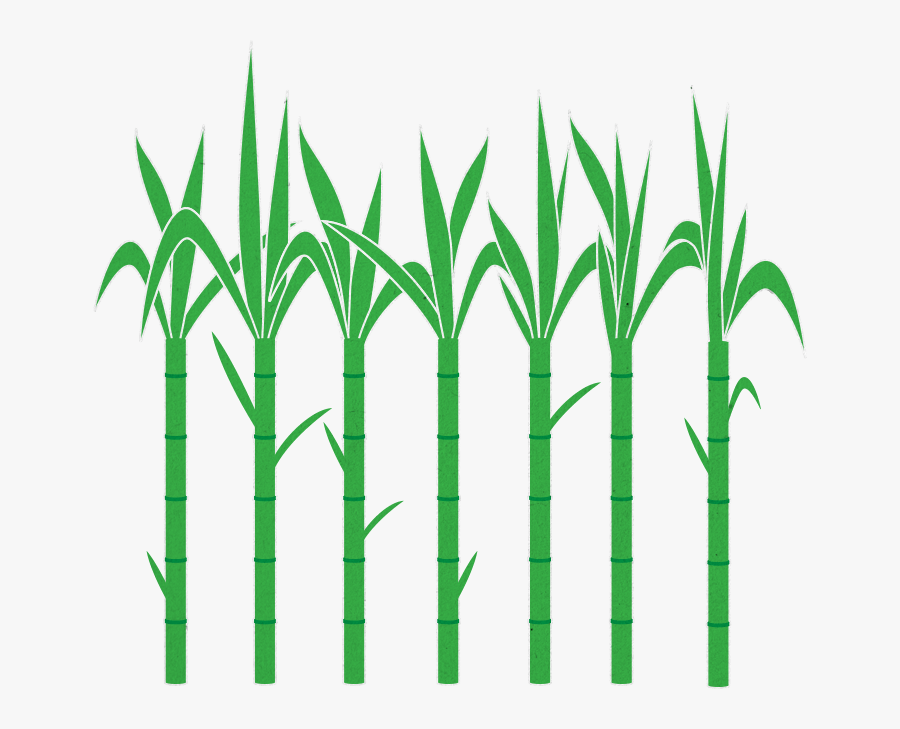 Green Sugarcane Images Png, Transparent Clipart