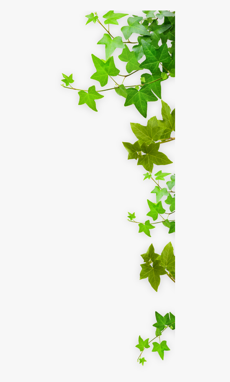 Qavanna - Giftige Planter For Hund, Transparent Clipart