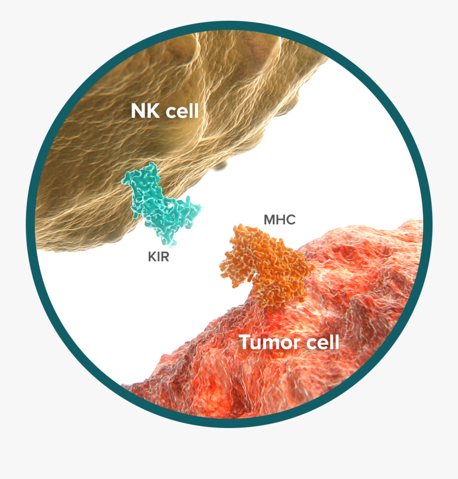 Did You Know That We Develop “cancer” Cells Every Day - Pd 1 Pd L1, Transparent Clipart