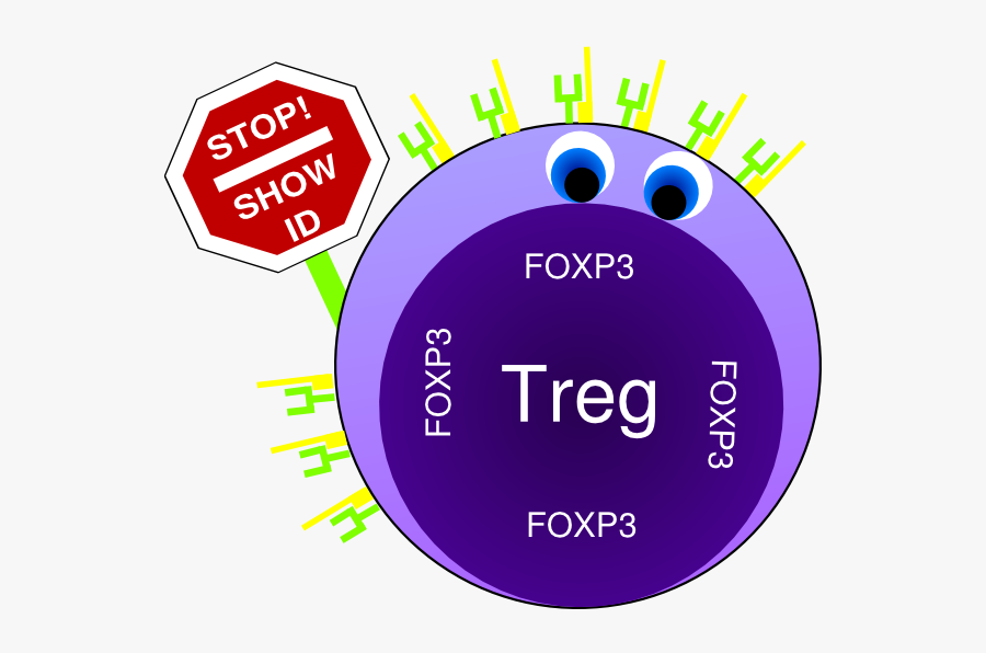 T Cell Receptor Cartoon, Transparent Clipart