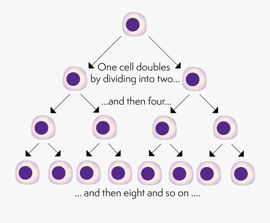 Transparent Cancer Cell Png - Circle, Transparent Clipart