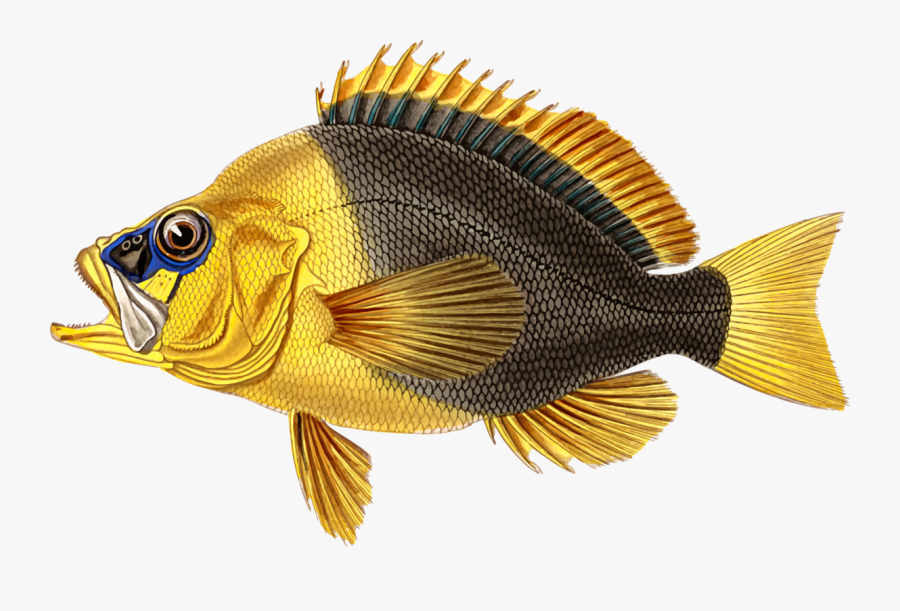 Perch,tilapia,marine Biology - Adult Fishing Party Invitations, Transparent Clipart