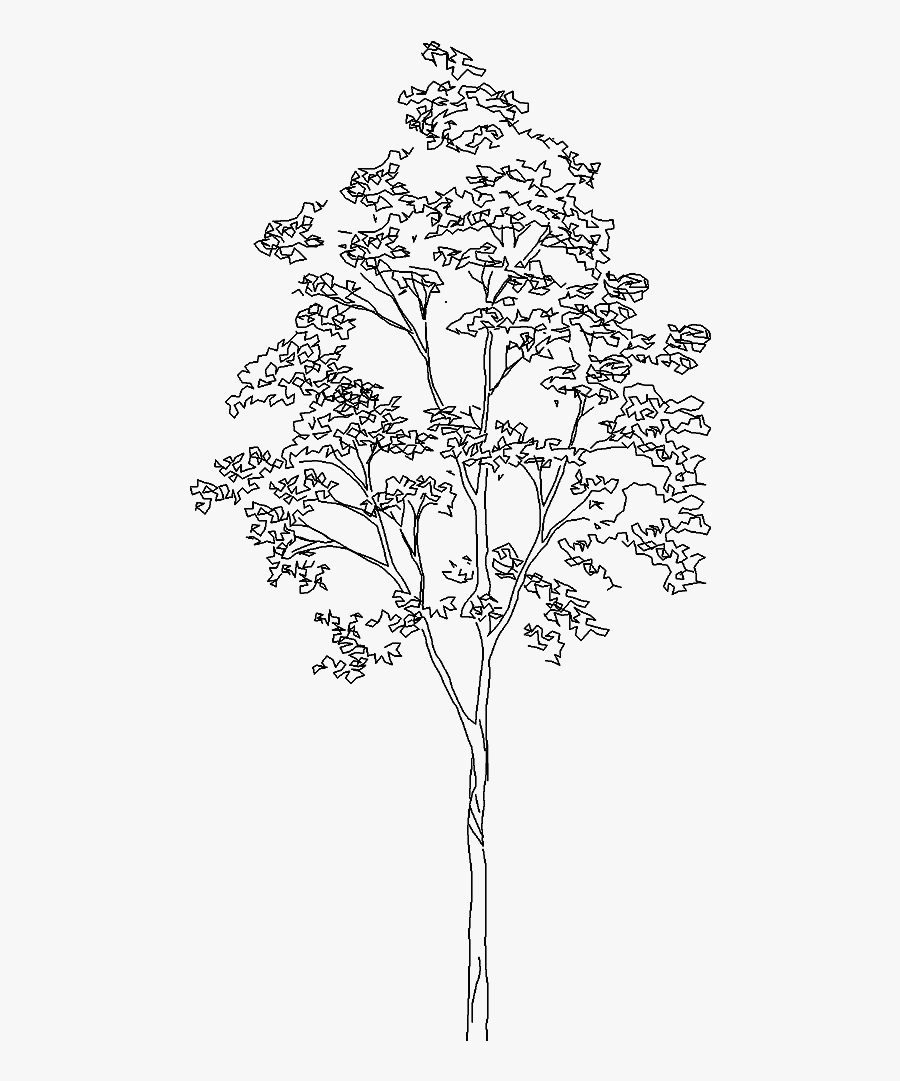 Transparent White Tree Png - Birch Dwg, Transparent Clipart