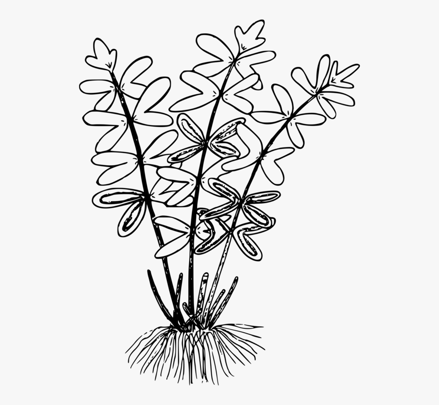 Botany,plant,flower - Clip Art, Transparent Clipart