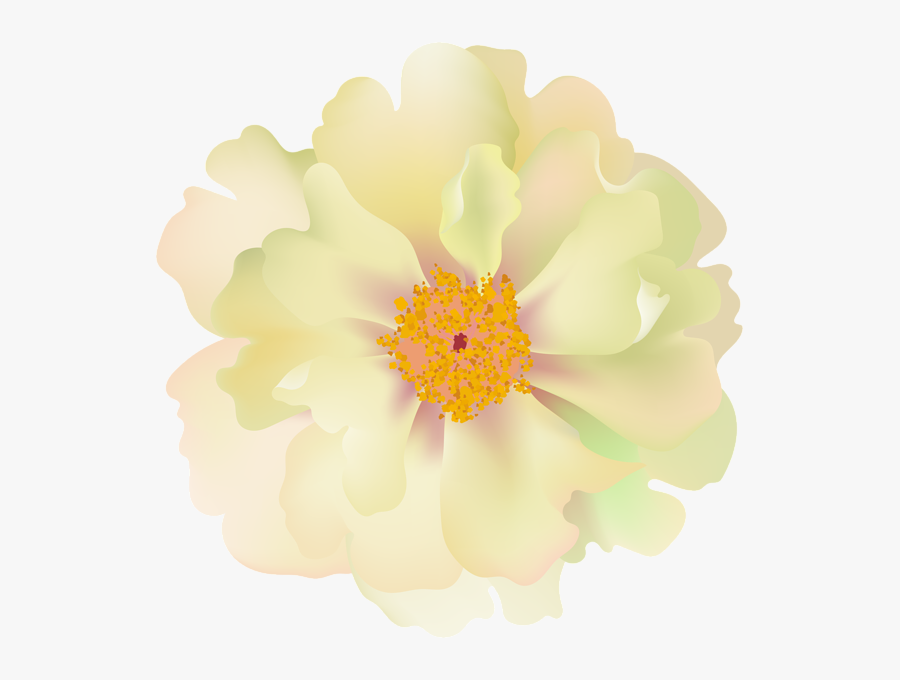 Tagetes Patula, Transparent Clipart