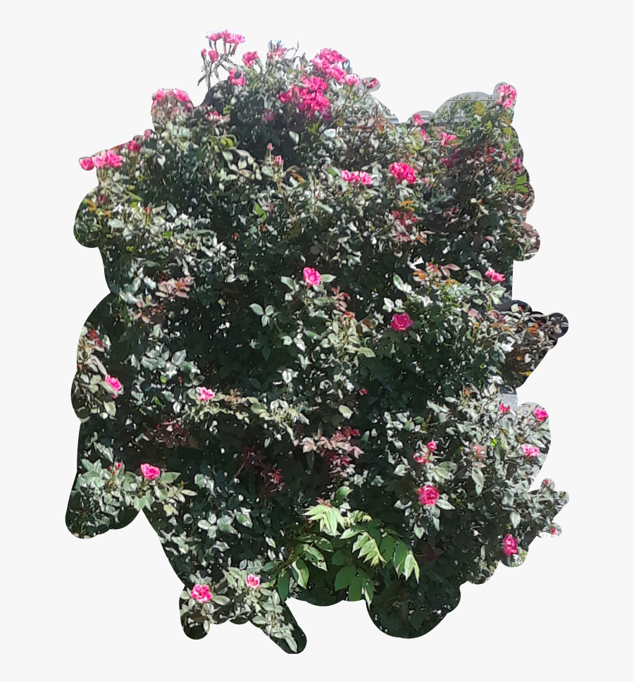 Garden Roses, Transparent Clipart