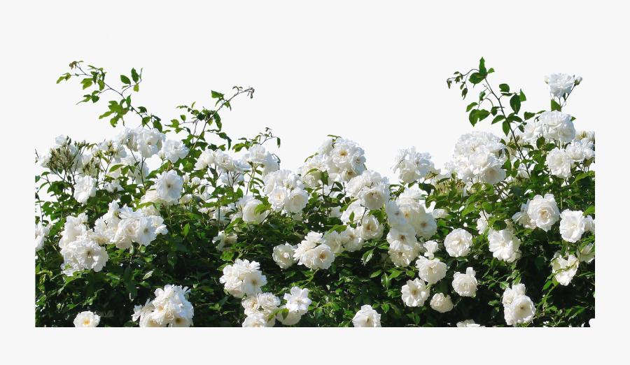 Flower,flowering Family,shrub,multiflora Rose,rosa - White Rose Bush Png, Transparent Clipart