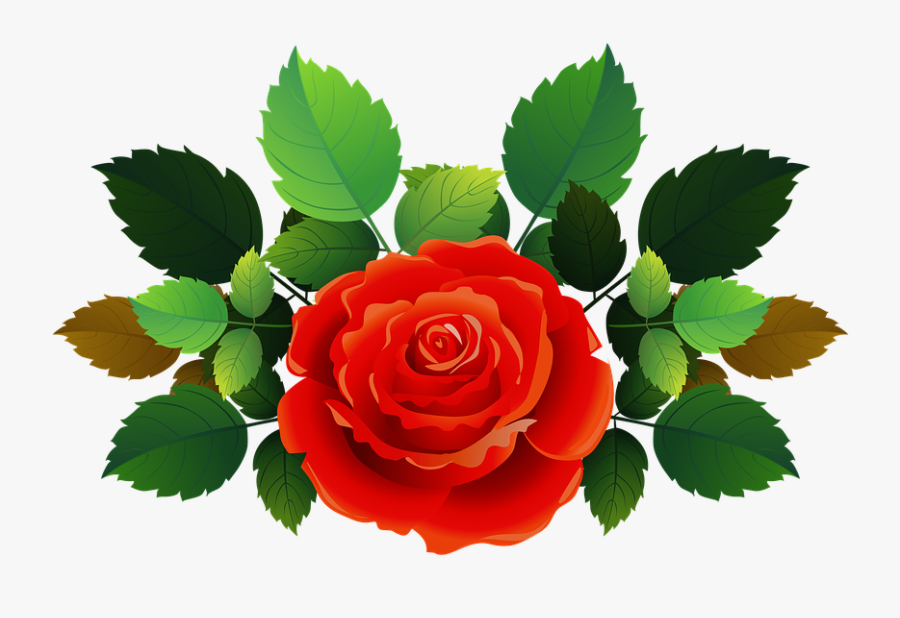 Transparent Rose Bush Png - Rose, Transparent Clipart