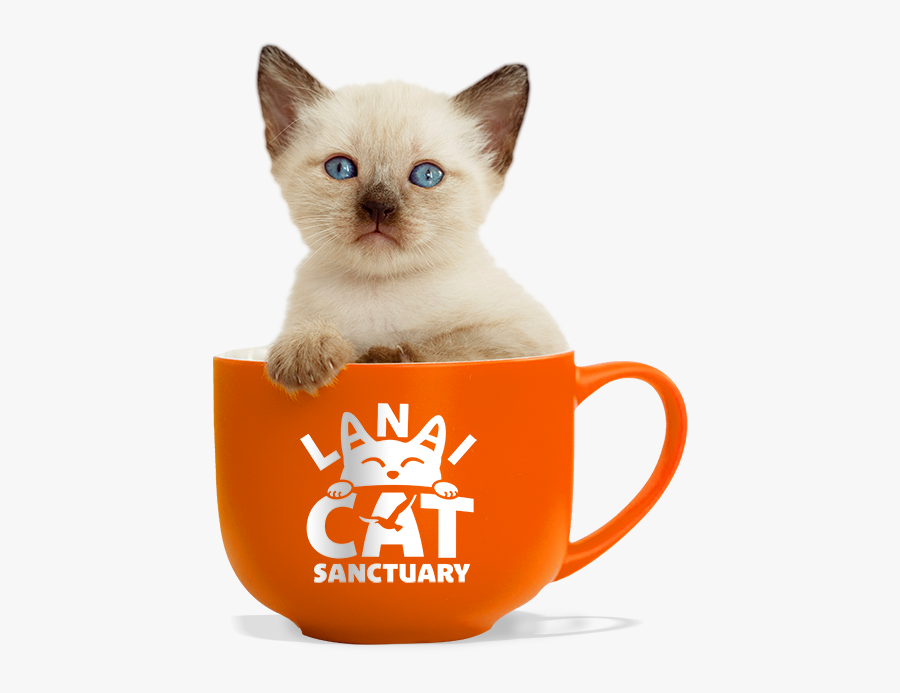 Lanai Cat Sanctuary Cup - Thai, Transparent Clipart