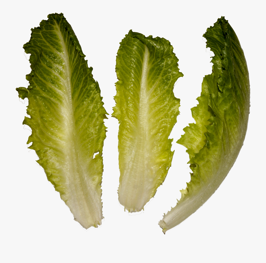 Salads Spicy Tuna Salad - Romaine Lettuce, Transparent Clipart