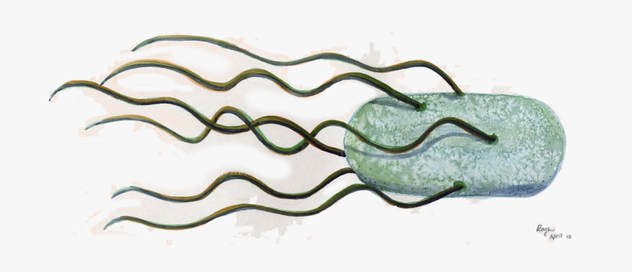 Svg Transparent Stock Bacteria Transparent - Bacterium Transparent, Transparent Clipart