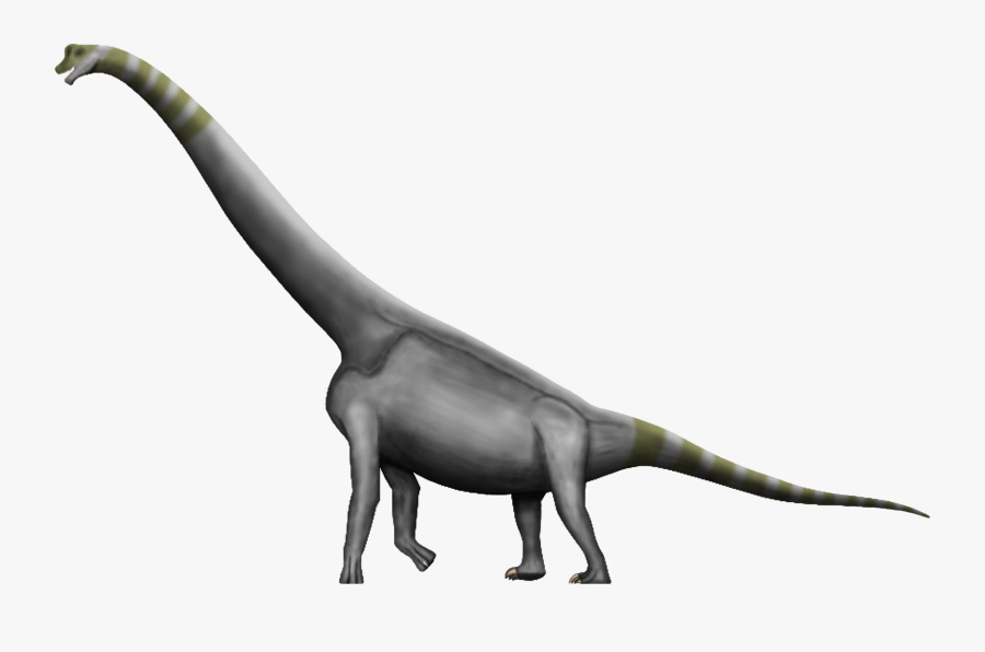 Brachiosaurus Argentinosaurus Dinosaur Size Amphicoelias - Dinosaurs Transparent Background, Transparent Clipart