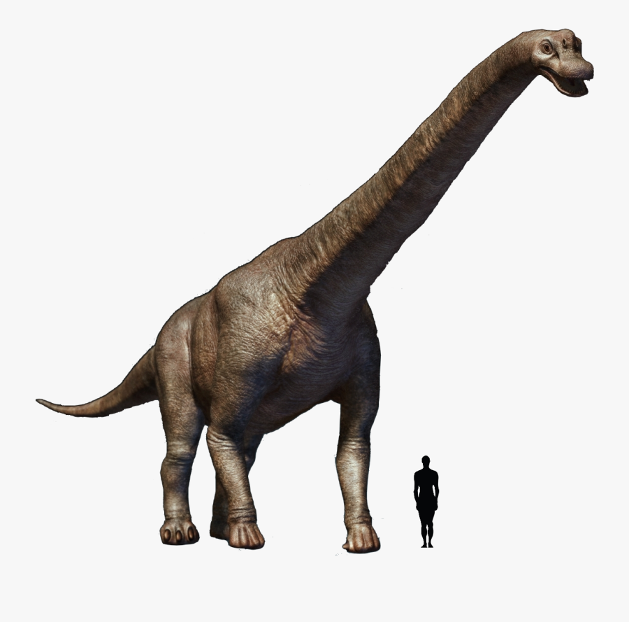 Transparent Brachiosaurus Png - Brachiosaurus Argentinosaurus, Transparent Clipart