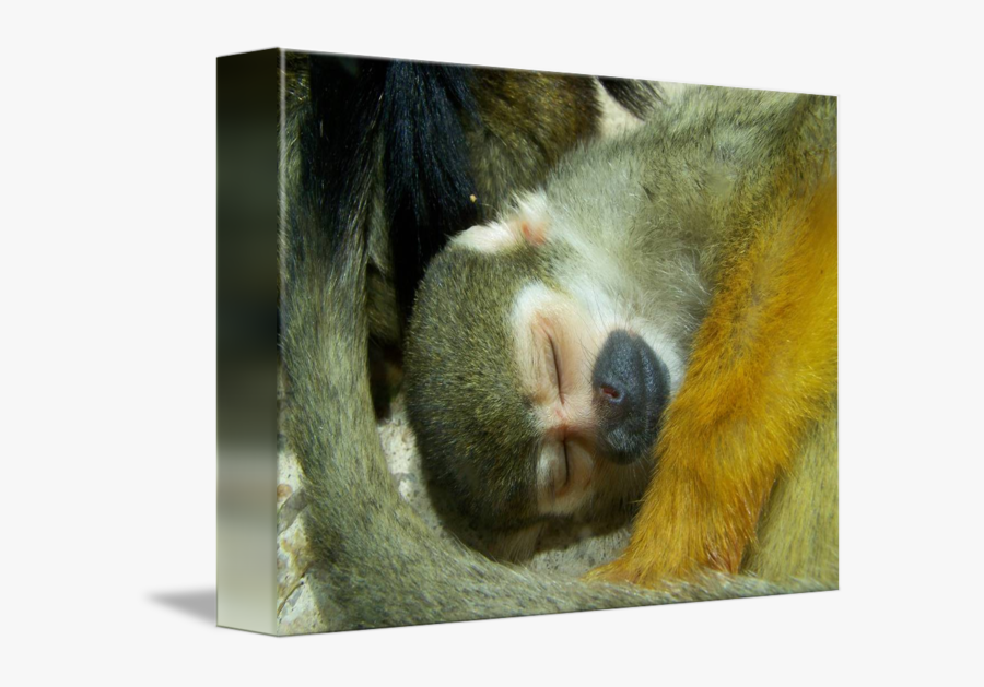 Clip Art Sleeping Monkey - Spider Monkey, Transparent Clipart