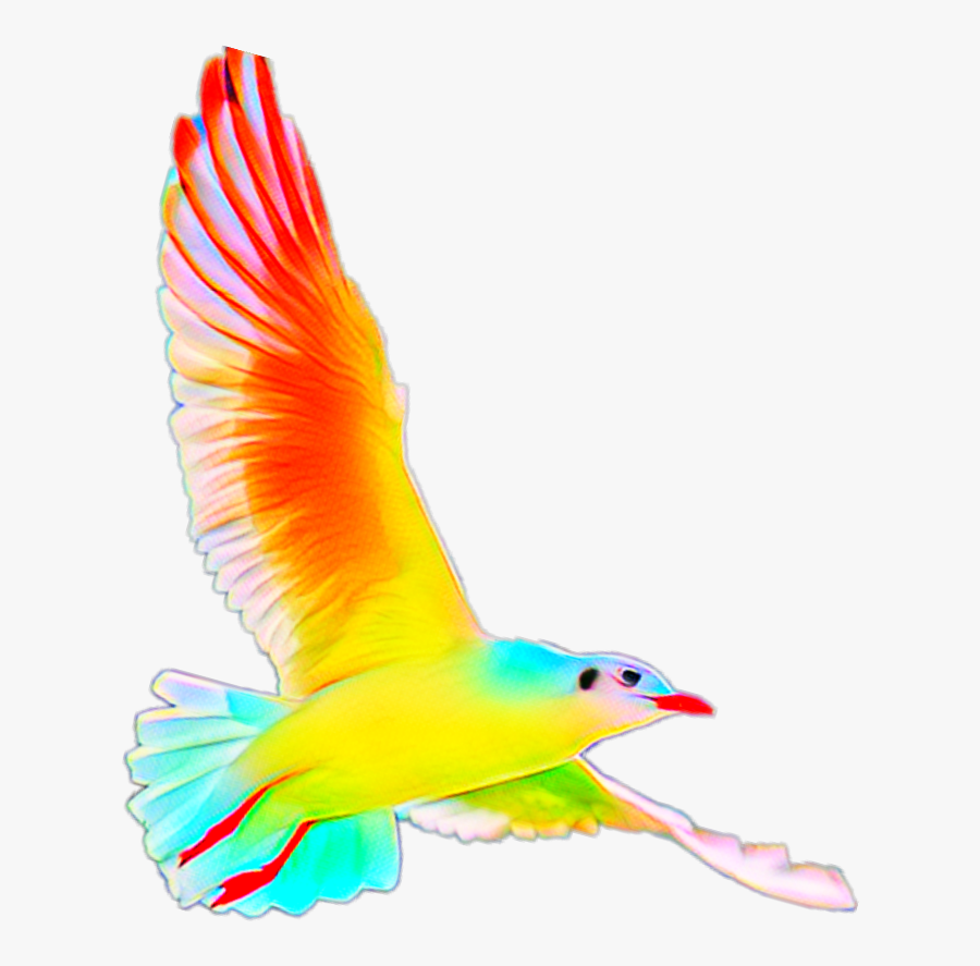 #ftestickers #clipart #bird #colorful #rainbowcolors - Macaw, Transparent Clipart