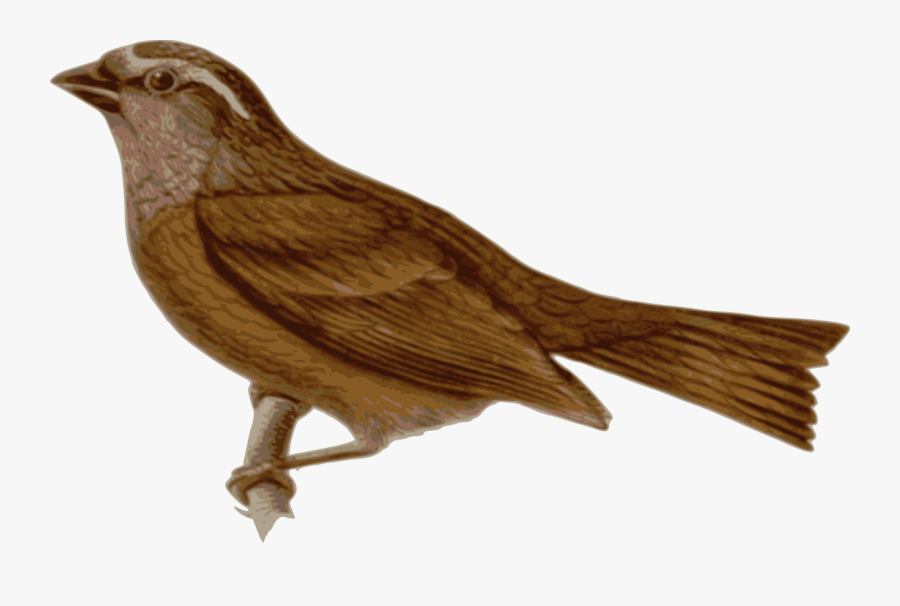 Perching Bird,finch,bird - Pipit Png, Transparent Clipart