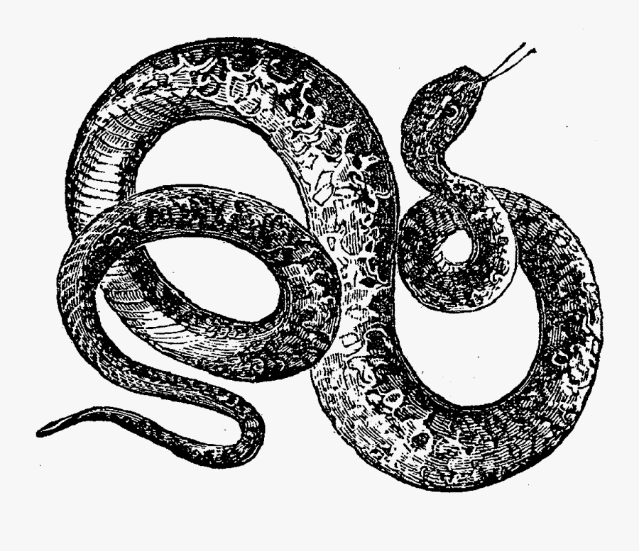 Digital Stamp Design August - Snake Illustration Png, Transparent Clipart