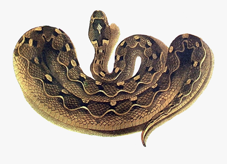 Transparent Coiled Snake Clipart - Speckled Band Swamp Adder, Transparent Clipart