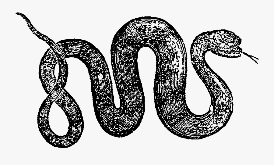 Serpent, Transparent Clipart