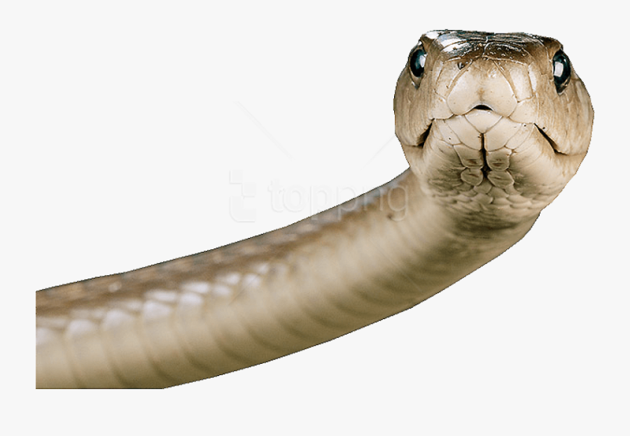 Snake Png Transparent - Snake Head Png, Transparent Clipart