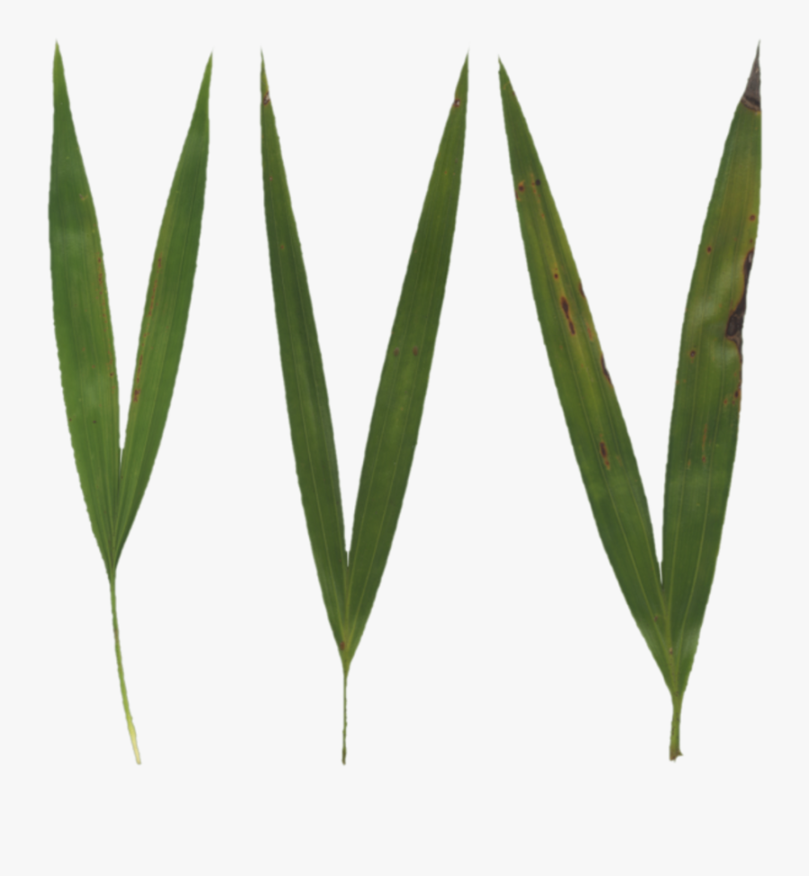 Free Grass Blade Texture, Transparent Clipart