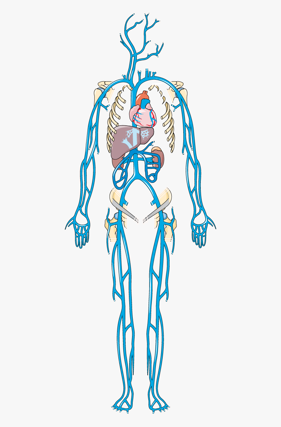 Système Veineux - Illustration, Transparent Clipart