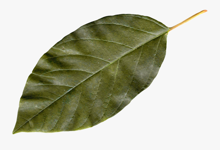 Autumn Png Images Free - Leaf Png, Transparent Clipart