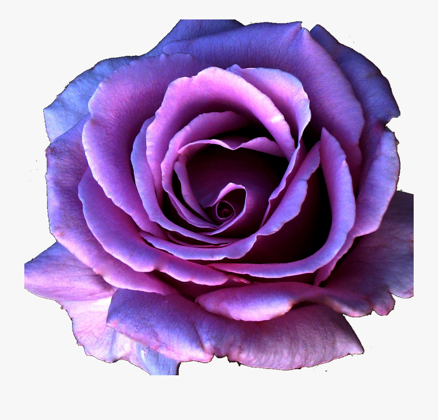 Purple Roses Png - Blue And Lavender Roses, Transparent Clipart
