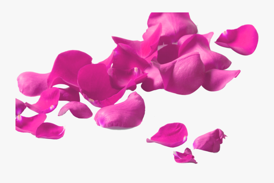 Clip Art Garden Roses Petal Glass, Transparent Clipart