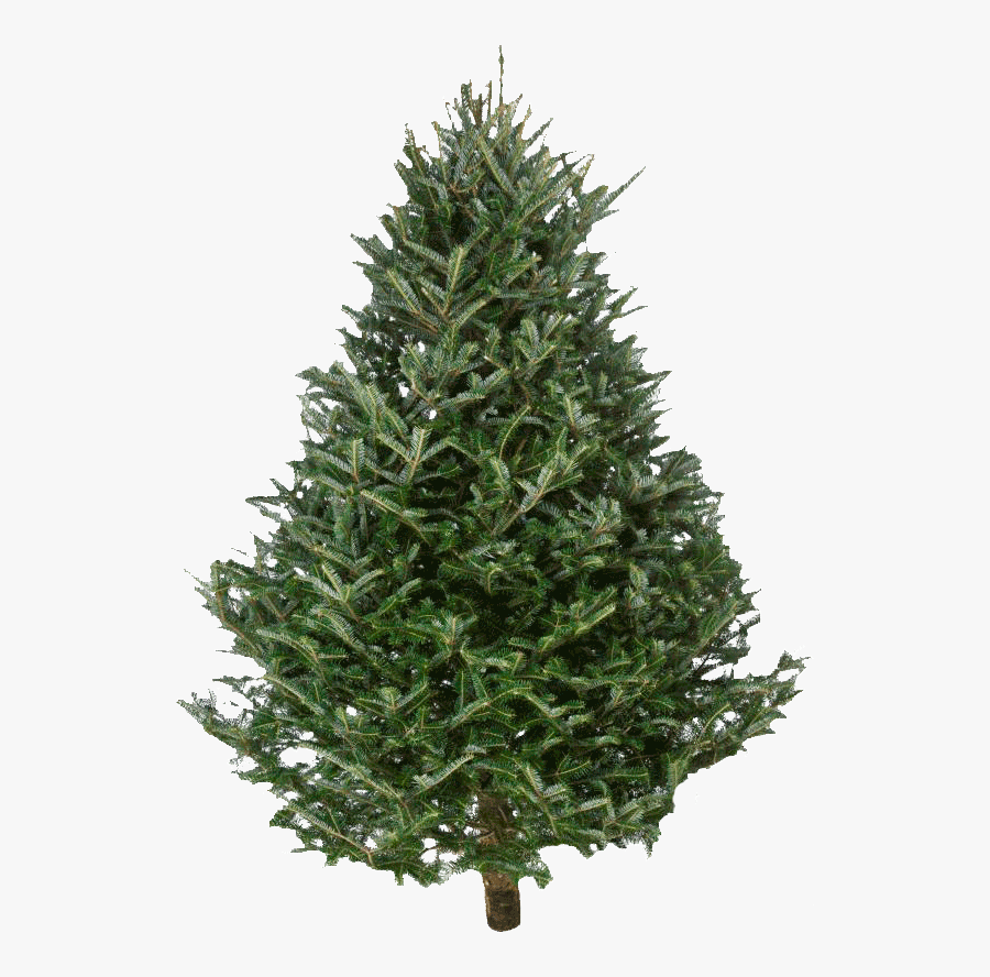 Fraser Fir Christmas Trees - Pine Tree Christmas Fresh, Transparent Clipart