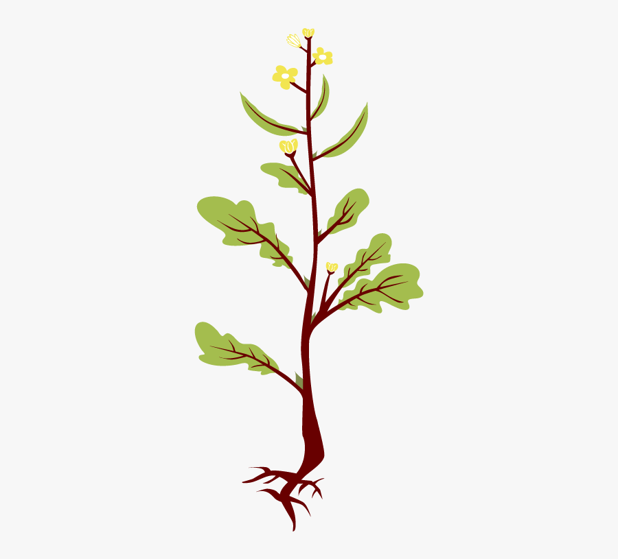 Clip Art Game Sask Plant - Mustard Seed Flower Clipart, Transparent Clipart