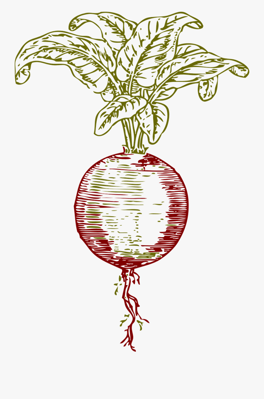 Beet Clip Art Black And White, Transparent Clipart