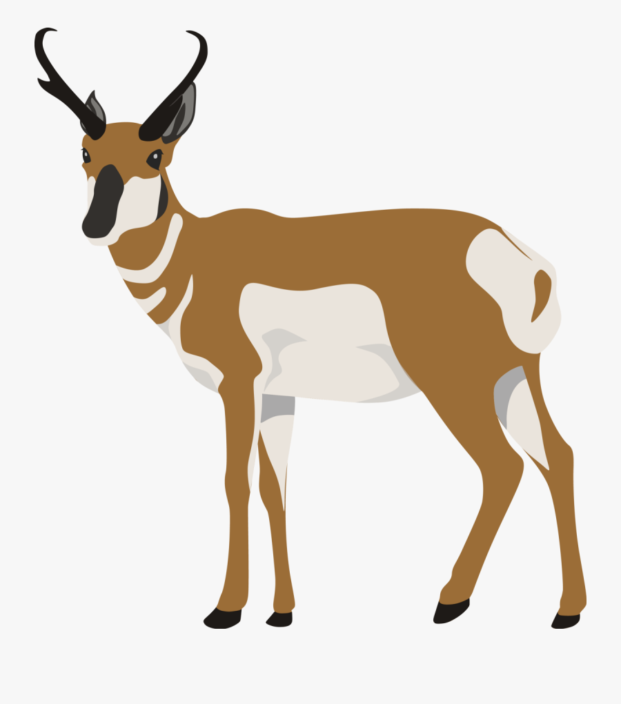 Zoopix Carolyn Zhou Medium - Deer, Transparent Clipart