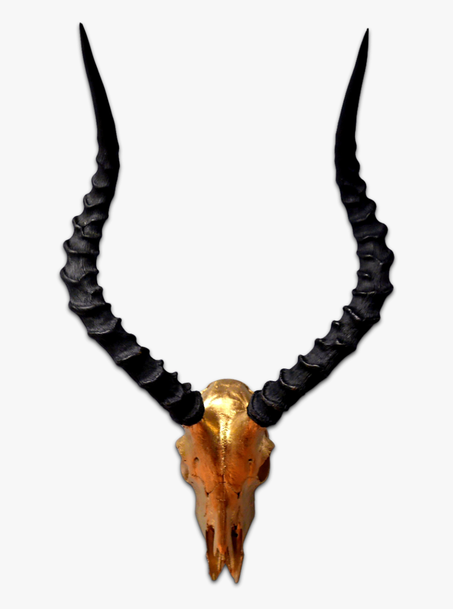 Transparent Bull Skull Png - Antelope, Transparent Clipart