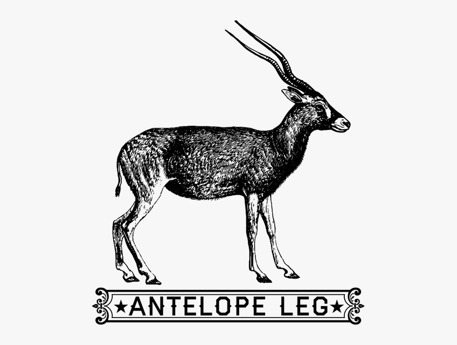 Transparent Gazelle Clipart - Antelope Leg, Transparent Clipart