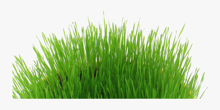 Transparent Easter Grass Png - Transparent Easter Grass, Transparent Clipart
