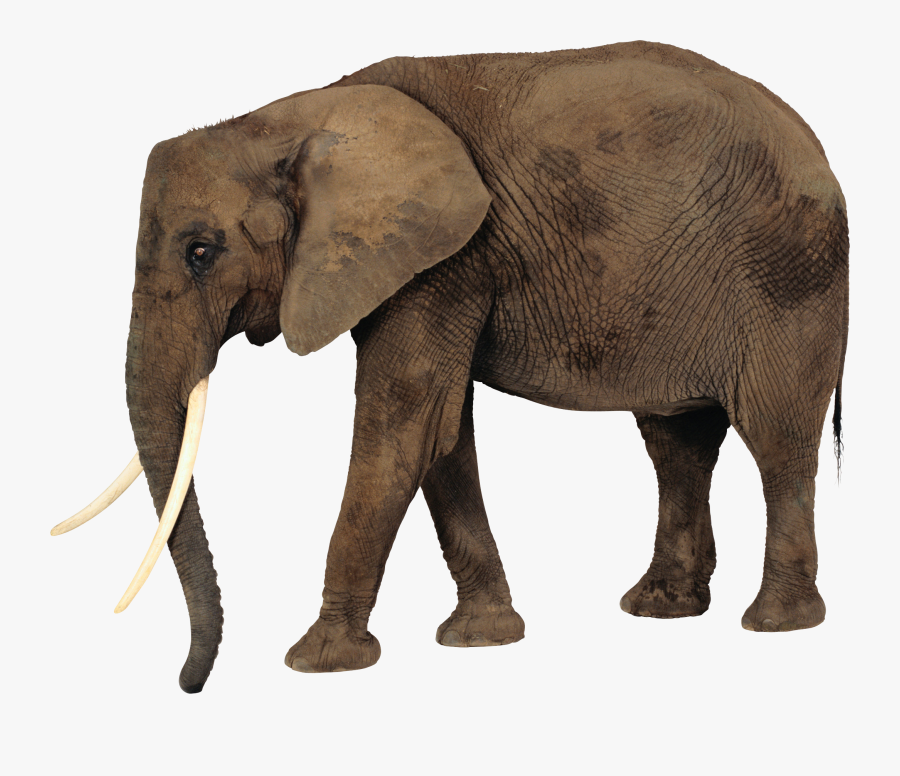 Elephant Png - African Elephant Png, Transparent Clipart