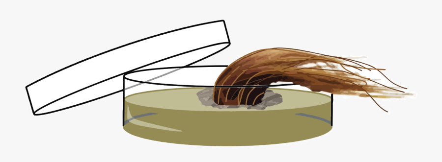 Viking Ships, Transparent Clipart