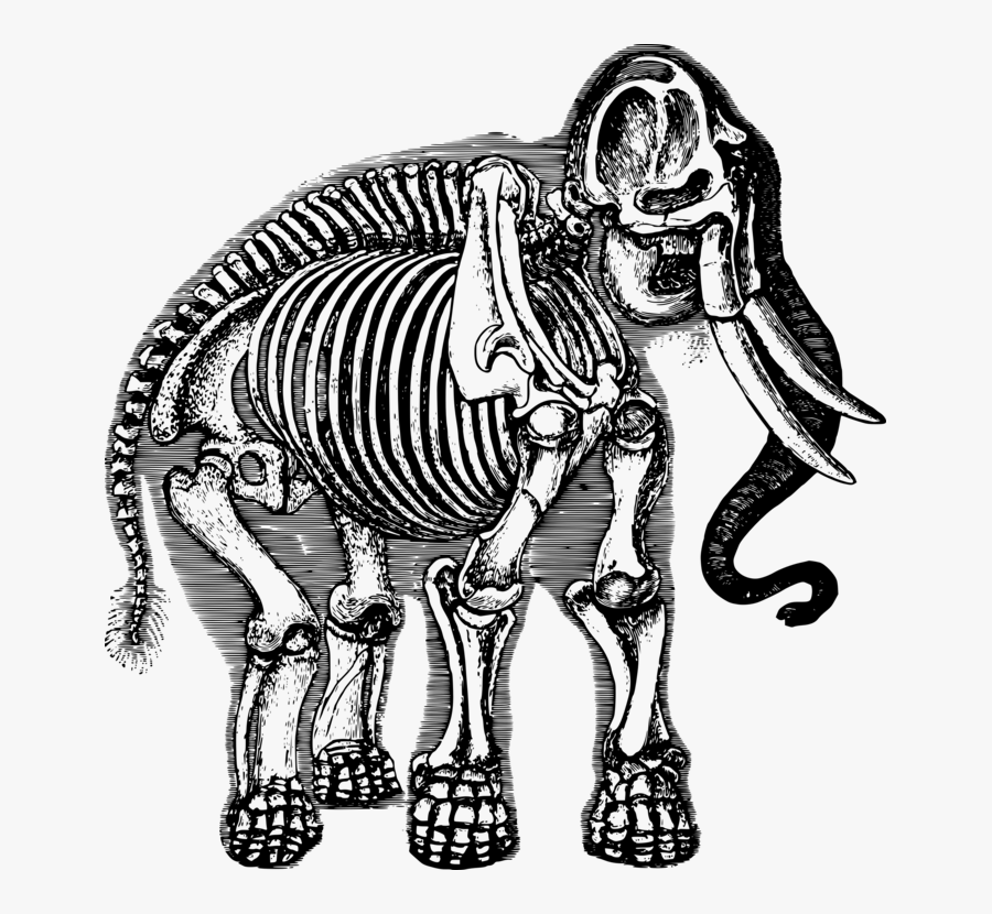 Art Skeleton Monochrome Photography Gambar Kerangka Hewan Gajah